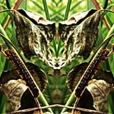 Pyrrha Luna, Particleman & Sirena B2B - Full Bloom 2014 Sunday Morning Set