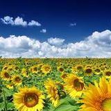 MahdiLePtitAumVert_Sunflower Desires