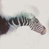 Equiferus