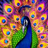 20150722_PEACOCK at Dimension