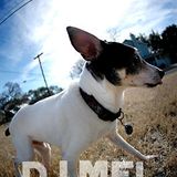 DJ Mel - The Funky Terrier