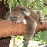 Florent Vazquez - Chilling Koala Deep House Mix