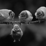 4 little birds