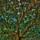 Der Einzelganger Binaural Beats Edition