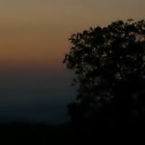 Our Tree