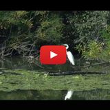 23) Navigation on the rivers Po and Mincio (soundtrack for video - 2013)