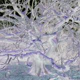 Under the trees (Favourites2012)