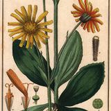 The natural Health Show 7 - Homeopathy