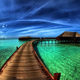 THE PARADISE