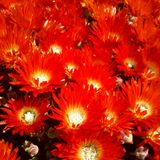 Flowers On The Wall