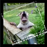 Mild Animals w/ Ilia Gorovitz and Psycho Pop - 30th November 2018