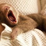 Introducing Dubsloth