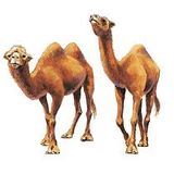 The Camels of Hong Kong