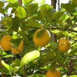 The lemon tree session
