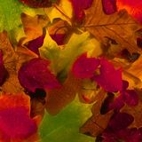 Autumn Colourz