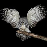 Discovering Animal Totems - The Owl