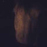 Year Of The Horse