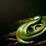 JUNGLE A.M