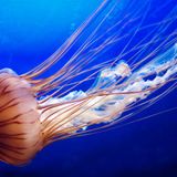 Jelly Sessions Vol 6