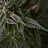 ¨Tea & Weed¨ 4:20 hip hop mix