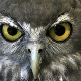 Owl's flight