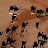 Desert expedition #4