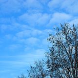 Blue Sky Afternoon