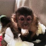 MonkeyTimeRadioHour_28-Nov-2012
