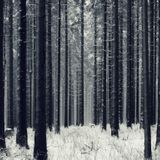 Lost in the Woods