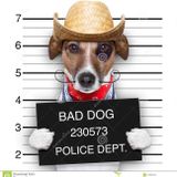 Bad Dog-Psyked (original mix)