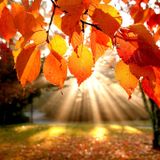 PK Island autumn Mix Nov 2015