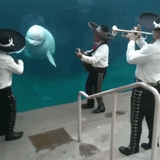 A Beluga's Memory of One Last Dance