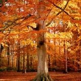 WELCOME AUTUMN