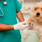PABLO RINALDI (Veterinario); ATRAPARON AL PERRO QUE MORDIÓ A LA NENA