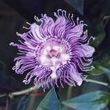 Pasiflora - Soulcaller Oct 2012 Deep House Mix