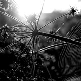 Alastair Kelly - Let Your Light Glow