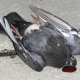 Słuchanie zabija - Stres szkodzi na ucieczkę