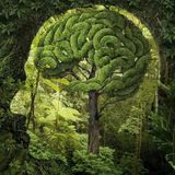 Psy-FiQtioN - Forest - Dark Psy