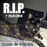 R.I.P. _ ✝25.01.2014 _ in memories _ Kitti