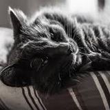 Lazy Sunday
