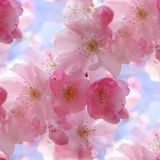 CM_1_HOUR_OF_SPRING