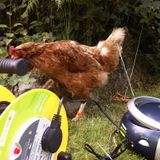 Flying The Coop