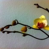 Flit Laholm_orbitorchid