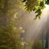Forest Summer Breeze