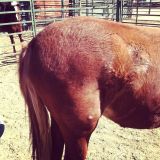 HORSESASS MIX