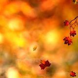 Maarex - October 14
