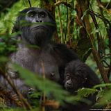 Mountain Gorilla MixTape (Volume One)