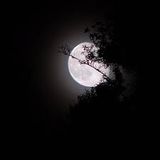 VIAJE A LA LUNA
