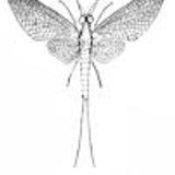 May Flies