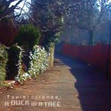 A Duck in a Tree 2014-09-20 | Airborne Fiddle Leaves
